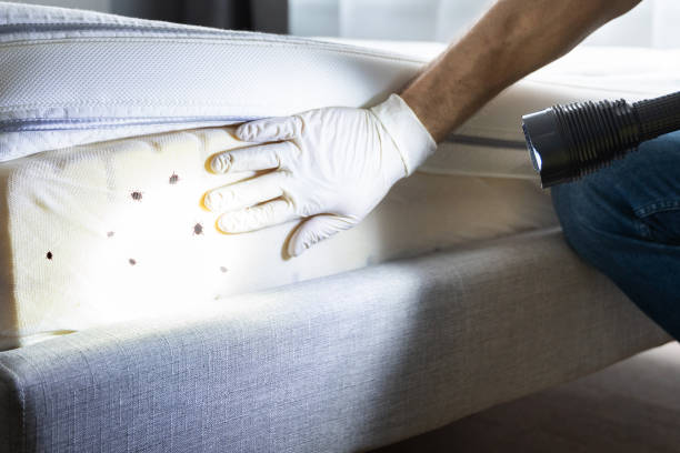Best Best Pest Control Near Me  in Santa Clara, OR