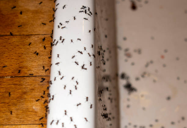Best Pest Control Near Me in Santa Clara, OR